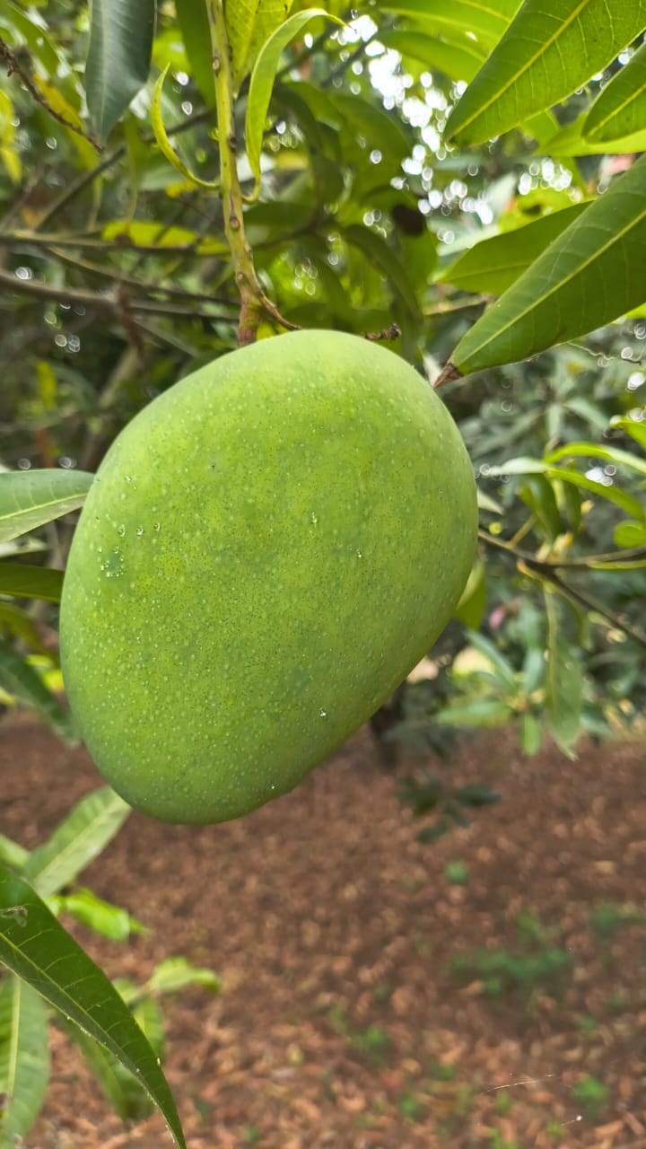 WhatsApp Image 2026 05 03 at 02.51.05 – The Mango Farm, Jangaon Telangana